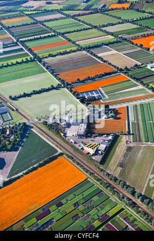 Den Niederlanden, Grubbenvorst. Gartenbau. Die orangefarbenen Felder blühen afrikanische Ringelblume (Tagetes). Luft. Stockfoto