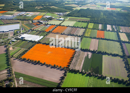 Den Niederlanden, Grubbenvorst. Gartenbau. Die orangefarbenen Felder blühen afrikanische Ringelblume (Tagetes). Luft. Stockfoto