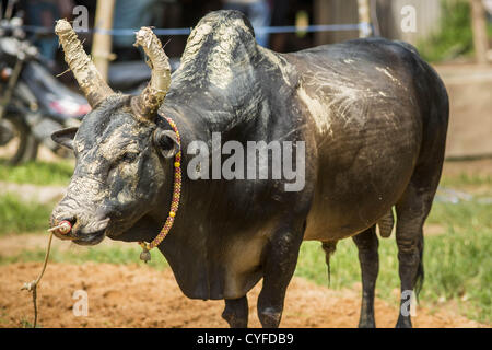 3. November 2012 - wartet Hatyai, Songkhla, Thailand - Thai A Bull kämpfen in der Arena in der Stierkampfarena in Hatyai, Songkhla, Thailand gebracht werden. Stierkampf ist ein beliebtes vergangenen Zeit in Süd-Thailand. Hatyai ist das Zentrum von Thailand Stierkampf Kultur. In Thai Stierkämpfe zwei Bullen befinden sich in einer Arena und kämpfen sie in der Regel von Kopfstößen gegenseitig, bis man flieht oder mal aufgerufen wird. Riesige Mengen von Mony sind auf Thai Stierkampf - manchmal weniger als 2.000.000 Thai Baht gewettet (Credit-Bild: © Jack Kurtz/ZUMAPRESS.com) Stockfoto