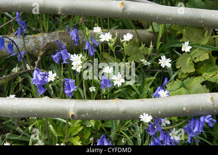 Geringerer Stitchwort (Stellaria Graminea) und Glockenblumen (Hyacinthoides non-Scriptus) Stockfoto