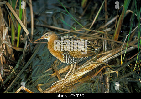 König Schiene Rallus Elegans Aransas National Wildlife Refuge, Texas, USA April Erwachsenen Rallidae Stockfoto