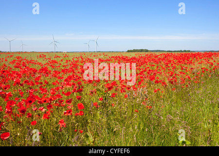 Einen landwirtschaftlichen Bereich mit einem Raps Ernte voller leuchtend roten Mohn-Blüten mit weit entfernten Windturbinen Stockfoto