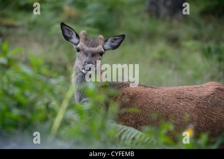 Rothirsch (Cervus Elaphus), Hirsch jung Stockfoto