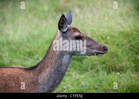 Rothirsch (Cervus Elaphus), Hind Stockfoto