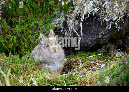 Schneehase (Lepus Timidus), junge im Herbst Stockfoto