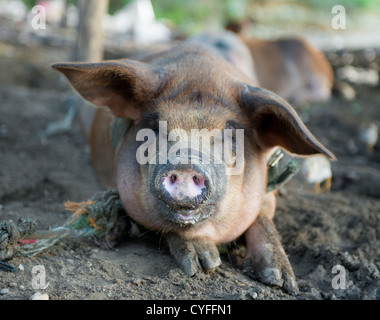 Schmutzige Schweine Verlegung im Schlamm Stockfoto