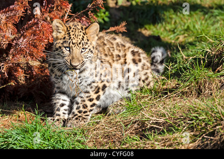 Niedliche Baby Amur Leopard Cub kauen Grass Panthera Pardus Orientalis Stockfoto