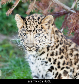 Schuss in den Kopf der entzückende Baby Amur Leopard Cub Panthera Pardus Orientalis Stockfoto