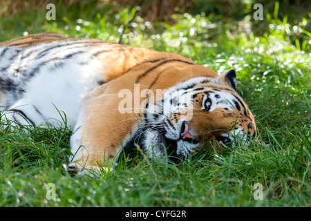 Schönen Amur Tiger liegend nach unten ruht in Grass Panthera Tigris altaica Stockfoto