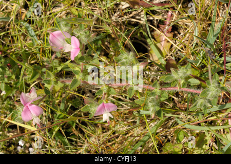 Gemeinsamen Restharrow, Ononis repens Stockfoto