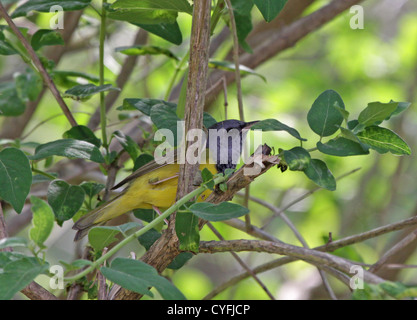 Trauer Warbler Stockfoto