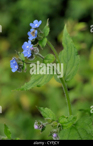 Grün Alkanet, Pentaglottis sempervirens Stockfoto