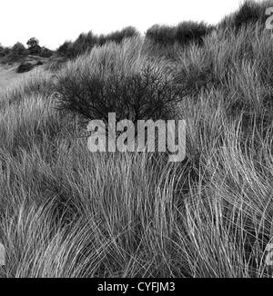 Black Bush unter Sanddünen, Murlough Nature Reserve, Nordirland Stockfoto