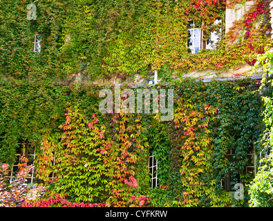 Balliol College-Gebäude in Efeu Kletterpflanzen Oxford Oxfordshire England Europa abgedeckt Stockfoto