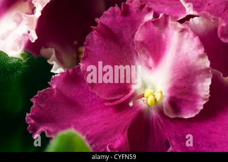 Cose, von einem violetten Blüten (African Violet - Saintpaulia Ionantha-Hybride) Stockfoto