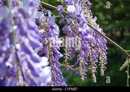 Kaskade von Violet Wisteria Blumen an einem sonnigen Tag im Frühling Stockfoto