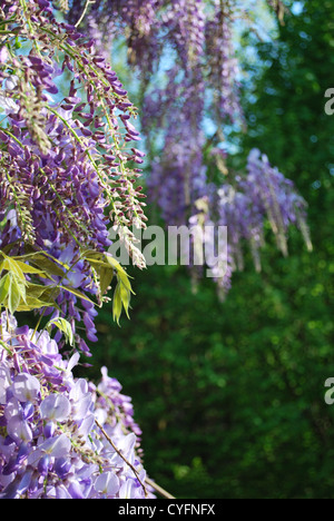 Kaskade von Violet Wisteria Blumen an einem sonnigen Tag im Frühling Stockfoto