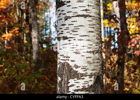 Beben der Aspenrinde im Herbst - Nord-Minnesota, USA. Stockfoto