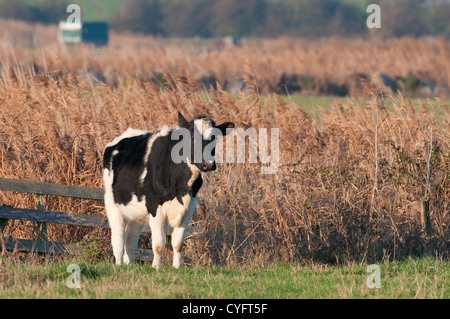 HOLSTEIN-FRESIAN KUH. UK Stockfoto