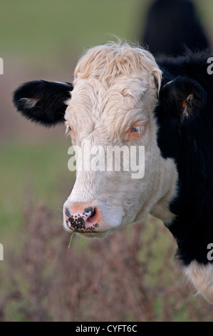 PORTRÄT VON EINEM HEREFORD CROSS RASSE DER CUD.UK KAUEN Stockfoto