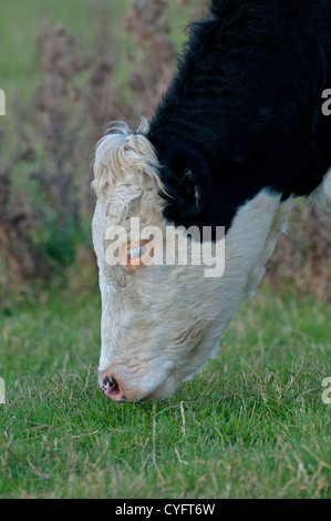 NAHAUFNAHME VON EINEM HEREFORD CROSS RASSE WEIDEN. UK Stockfoto