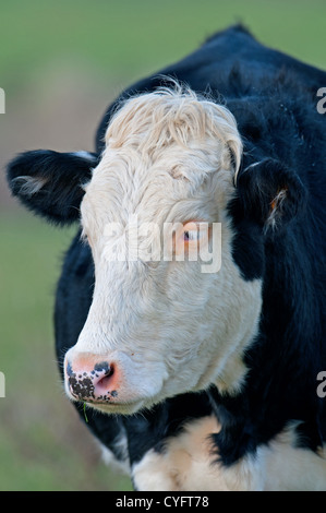 CLOSE-UP OF A VON EINEM HEREFORD CROSS RASSE KAUEN DIE CUD. UK Stockfoto