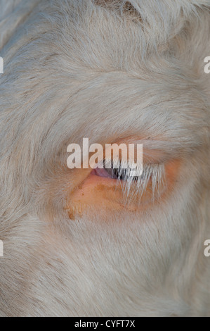 CLOSE-UP OF A VON EINEM HEREFORD CROSS RASSEN AUGE. UK Stockfoto