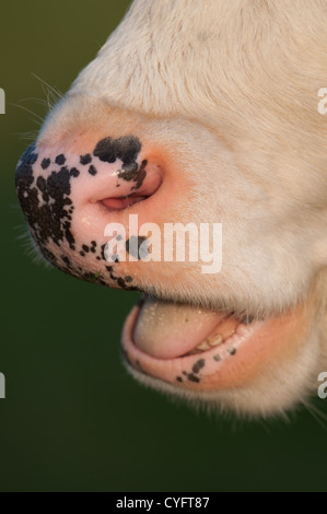 CLOSE-UP OF A VON EINEM HEREFORD CROSS RASSEN NASE MUND UND ZUNGE. UK Stockfoto