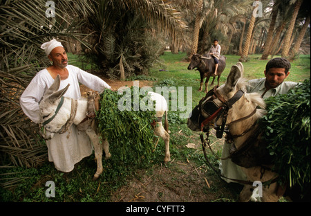 Ägypten, in der Nähe von Kairo, Landschaft, Niltal. Landwirte mit Eseln tragen Futter für das Vieh. Stockfoto