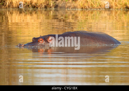 Flusspferd (Hippopotamus Amphibius) untergetaucht im Wasser, Südafrika Stockfoto