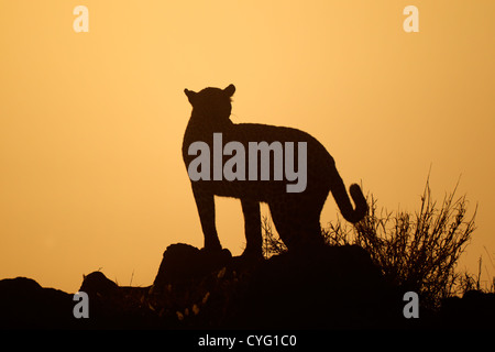 Leopard (Panthera Pardus) Silhouette gegen einen orangefarbenen Himmel bei Sonnenaufgang, Südafrika Stockfoto