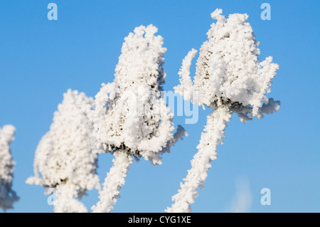 Wilde Karde abgedeckt im Raureif Stockfoto