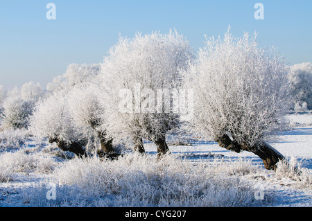 Typische holländische Landschaft mit Weiden im Frost in der Nähe des Rheins in Wageningen, Niederlande Stockfoto