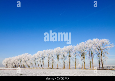 Winterlandschaft mit einer Reihe von Pappeln in Frost und einem klaren blauen Himmel bedeckt Stockfoto