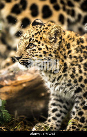 Amur-Leopard Cub Stockfoto