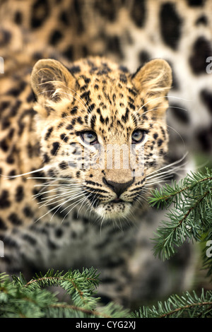 Amur-Leopard Cub Stockfoto