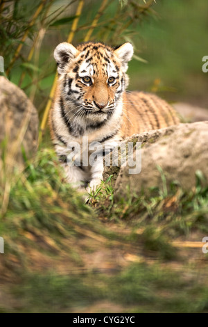 Sumatra Tiger Cub Stockfoto