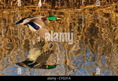 Mallard duck Tiefflug über dem Wasser mit seinem Spiegelbild Stockfoto