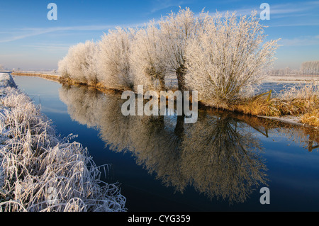 Weide Bäume mit Raureif Reflexion im Wasser eines Kanals an einem klaren Wintertag. Stockfoto