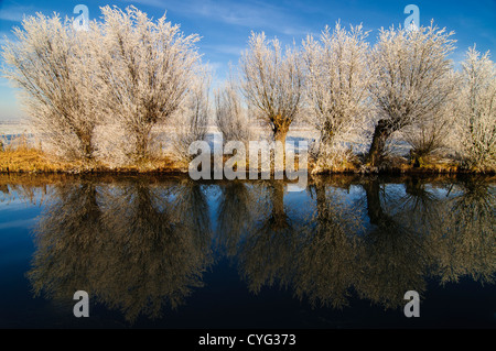 Weide Bäume mit Raureif Reflexion im Wasser eines Kanals an einem klaren Wintertag. Stockfoto