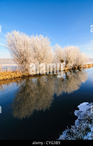 Weide Bäume mit Raureif Reflexion im Wasser eines Kanals an einem klaren Wintertag. Stockfoto