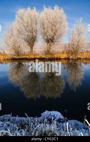 Weide Bäume mit Raureif Reflexion im Wasser eines Kanals an einem klaren Wintertag. Stockfoto