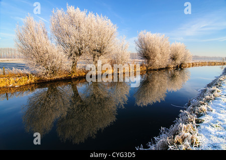 Weide Bäume mit Raureif Reflexion im Wasser eines Kanals an einem klaren Wintertag. Stockfoto