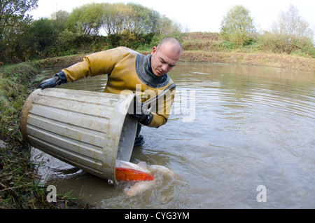 Koi in Lager Teich Stockfoto