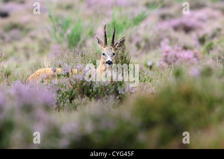 Rehwild männlich in blühende Heide Stockfoto