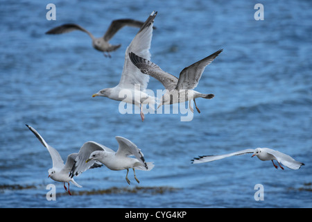 Möwen - Hering, gemeinsame und Black-headed im Flug Stockfoto