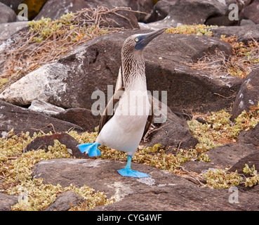 Blau-footed Sprengfallen (Sula Nebouxii) Erwachsene in der Balz mit Fuß, Galapagos-Inseln, Ecuador, Südamerika Stockfoto