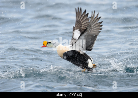 König Eider Einnahme von Wasser. Stockfoto