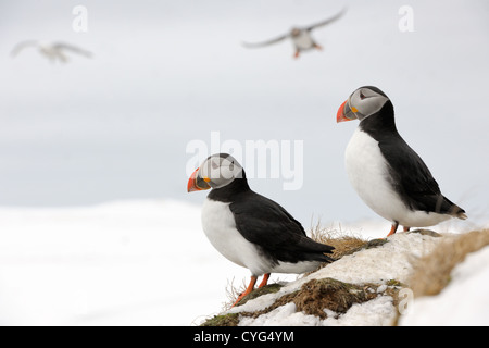 Zwei Papageientaucher auf Klippe mit anderen fliegen im Hintergrund. Stockfoto