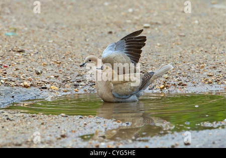 Collared Dove (Streptopelia Decaocto) Erwachsenen Baden in Pfütze mit Flügel hob, Norfolk, England, Vereinigtes Königreich, Europa Stockfoto